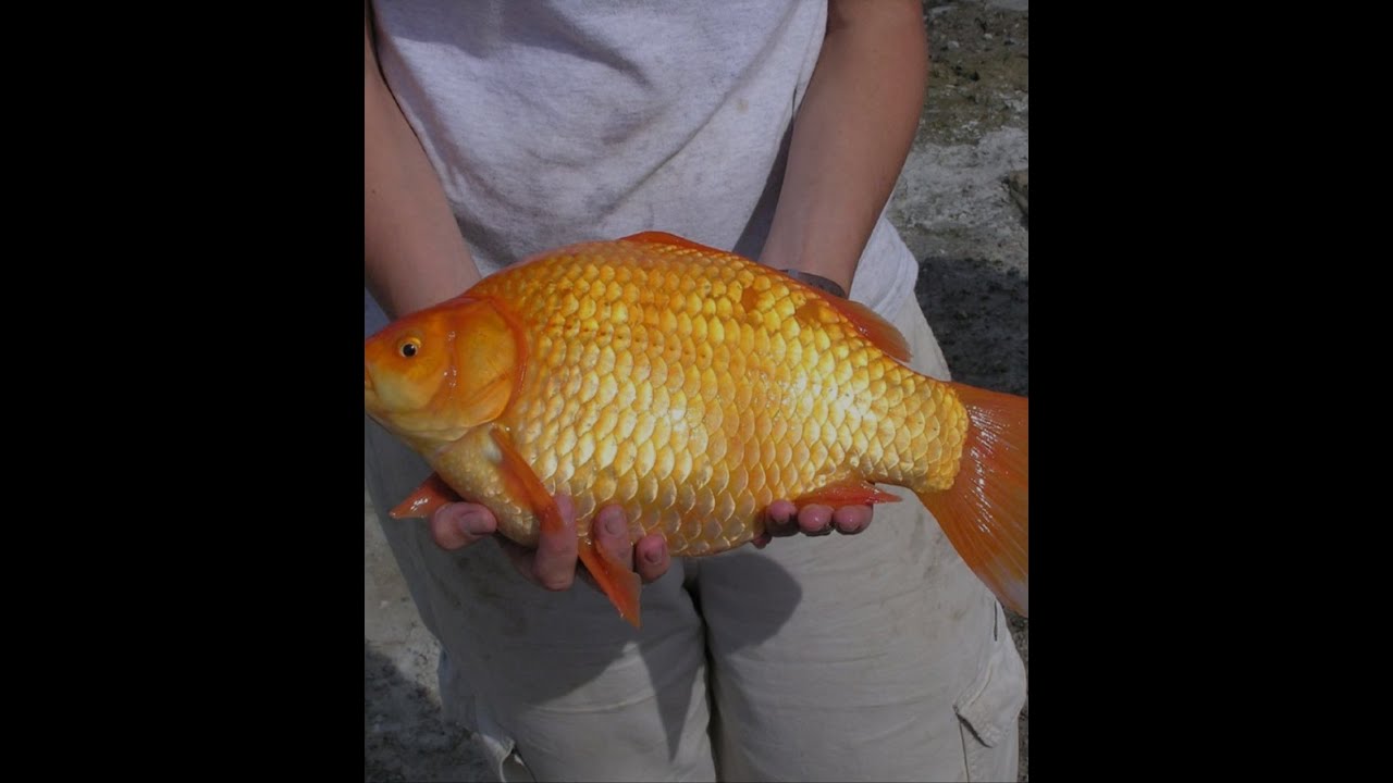 Asukhomi village fishing day|| Northeast India 🇮🇳
