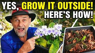 How to Grow Streptocarpus in Containers (And Overwinter Them)