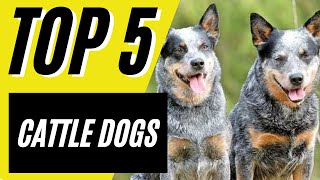 Top 5 Cattle Dogs  Best Cattle Dogs (Blue Heeler, Border Collie)