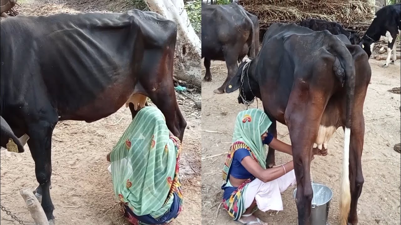 Indian Cow Milk Full Length Live Video Safar Gav Ka YouTube