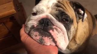 Reuben the Bulldog: Late Night With Reuben