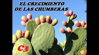 LAS CHUMBERAS Y SU CRECIMIENTO