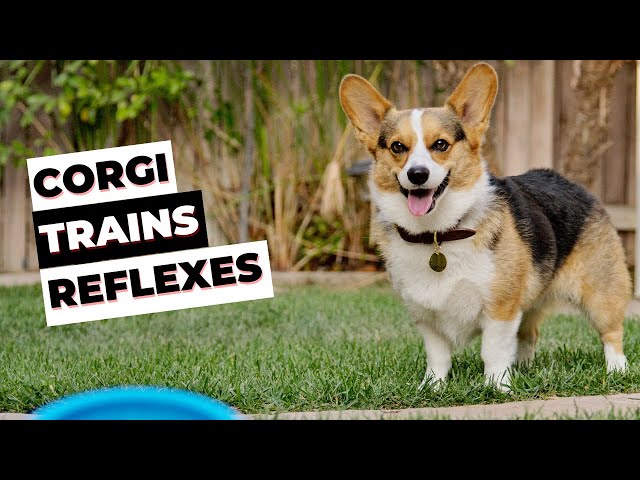 Corgi Learns to use iFETCH Ball Launcher - BEST DOG TOY 