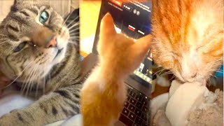 The cat crying emotional story 감정적 인 고양이 고양이 울음소리[Storie di gatti che piangono storia emozionante] by FUNNY CAT SWEET 28 views 3 years ago 2 minutes, 29 seconds