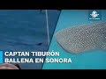 Sorprende avistamiento de tiburón ballena en Sonora