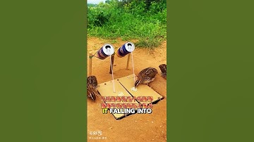 How to Make a Bird Trap – Easy & Effective! #shorts #birds #trap #birds_trap