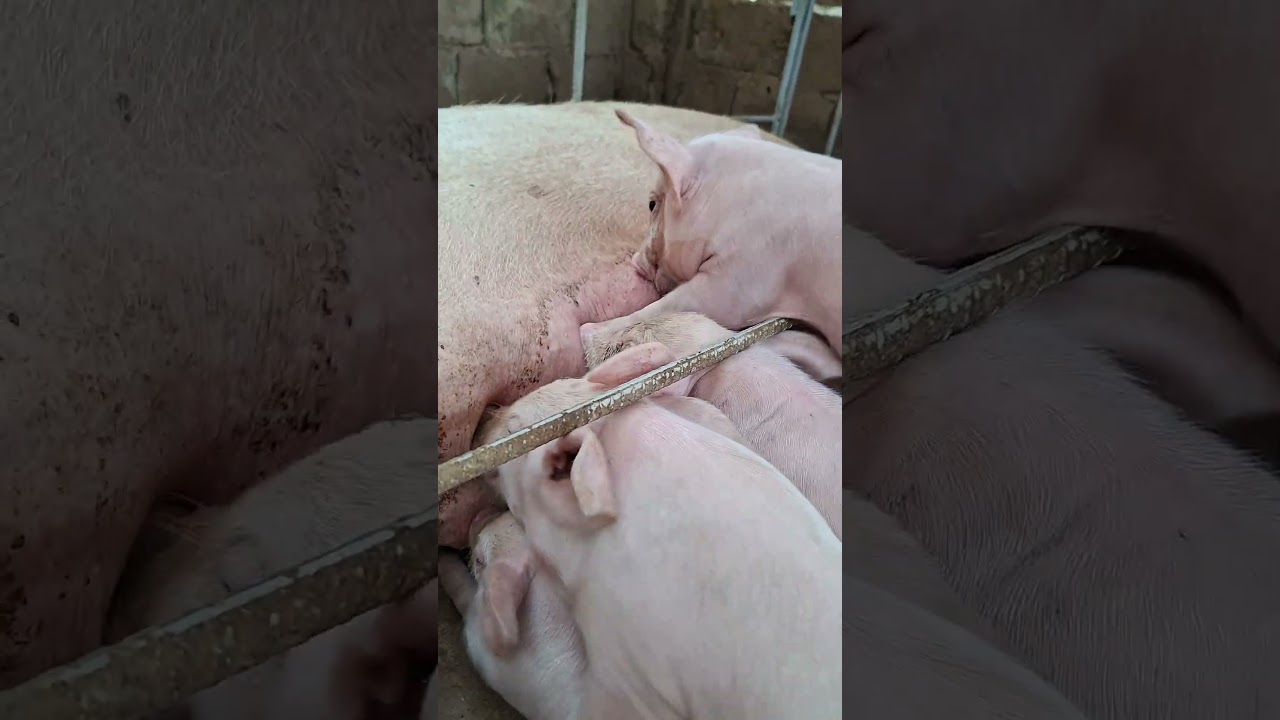 ежедневный корм для поросят 