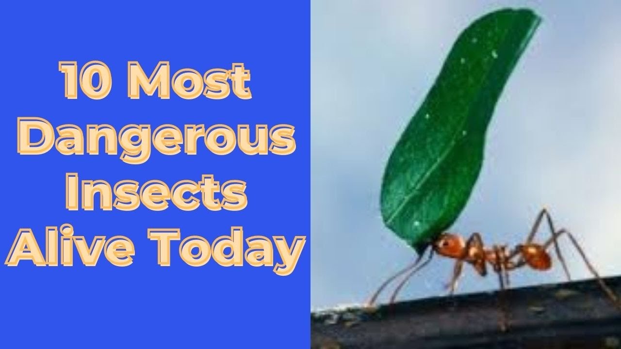 The 10 Most Dangerous Insects Alive Today Charlie Siaton YouTube