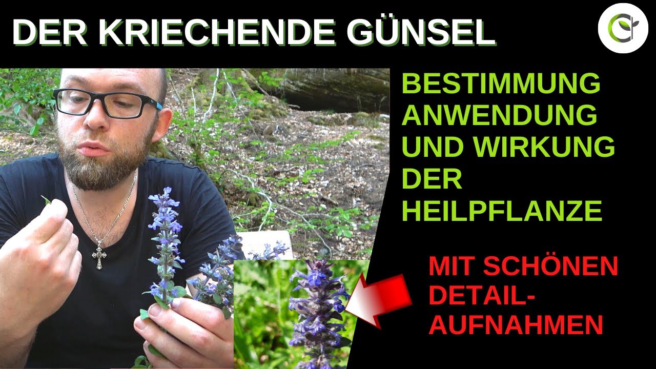 kaktus französisch Gufram main image 1