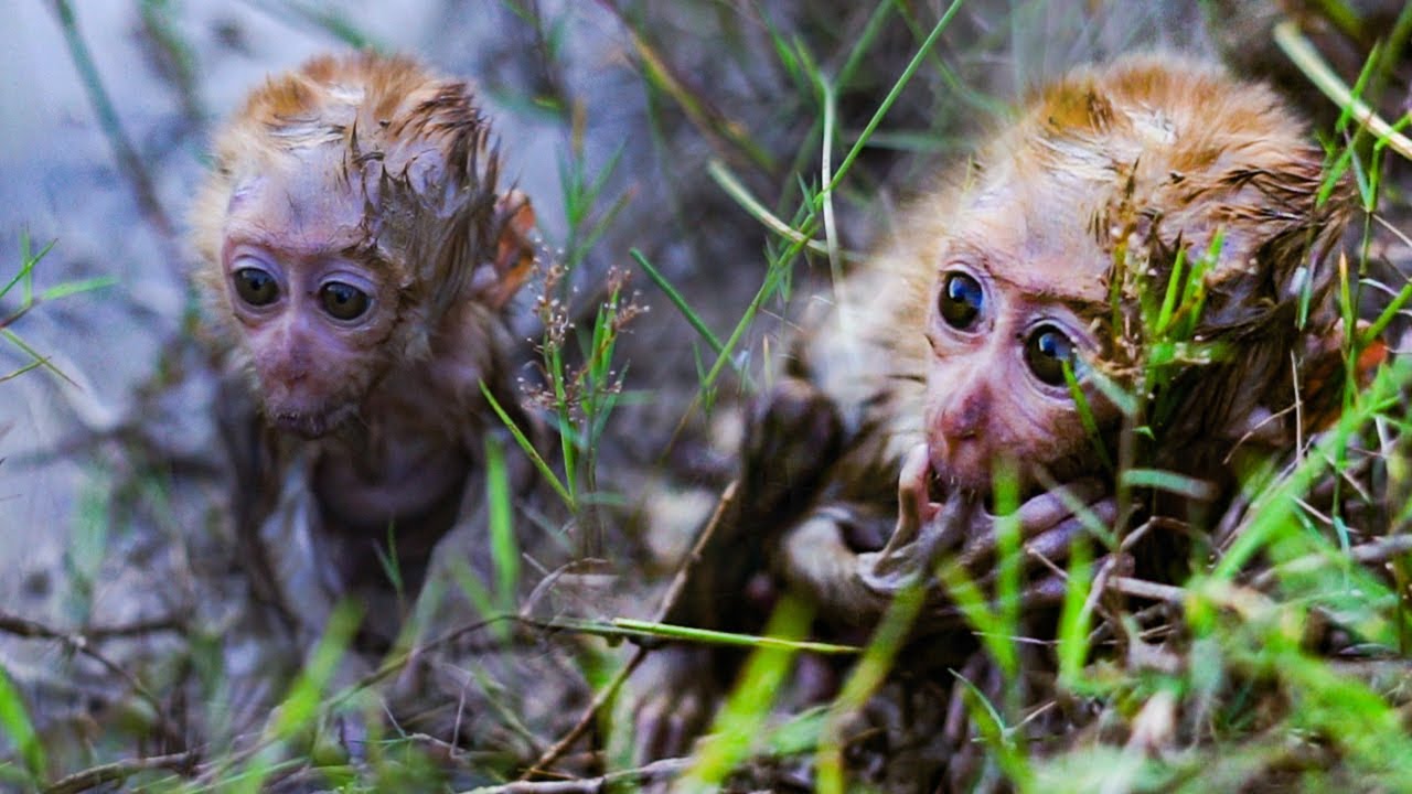 Poor Little baby monkey so sad under water crying and shaking - YouTube