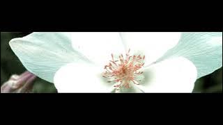 Весілля сина - Українська пісня