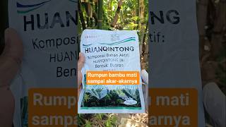 herbisida HUANQINTONG 5% untuk mengendalikan rumpun bambu dan pohon kayu