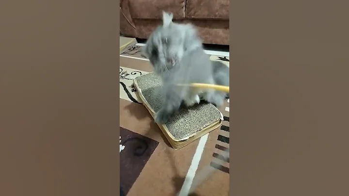 Video 10575901: persiancat persians, catlover persiancat cutecat kitten, persian kitten cats catlover, persiancat kitten catlover cute, playing persian