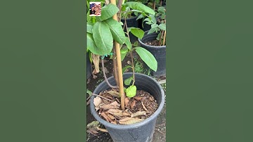 🤩🤝 Cây ổi ruby Thái đang có trái 💐👍