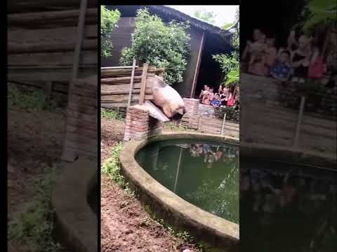 Video Tắm cái cho mát nào! #Heo #010 #GiáHeoHơi #Shorts - youtube