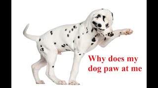 Ask Amy: Why Do Dogs Paw At You
