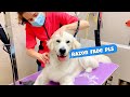 He did THIS at his First Time to The Groomer! Funny Dog Reactions