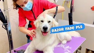 He did THIS at his First Time to The Groomer! Funny Dog Reactions by Happy Licious 1,327 views 2 years ago 4 minutes, 28 seconds