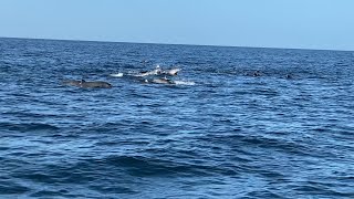 DOLPHIN WATCHING in Butuan Bay | Melon-headed Whales (Electra Dolphin) | PHILIPPINES | Part Two by Nico Calo 577 views 4 years ago 3 minutes, 22 seconds