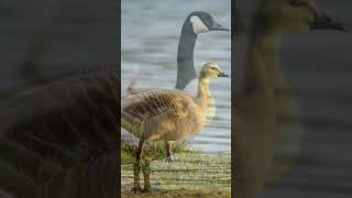 Canada Goose Migration Formation 🦢 Generations Flying Together #shorts #canadagoose #migration