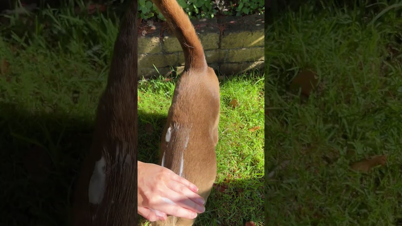 smith&burton 免沖洗泡沫系列 - 貓咪篇(Waterless Foam Shampoo)