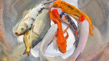 Thỏ vlogs lái công nông bắt cá trong chum có cá chép, con ếch, con lươn, con rùa, con tôm