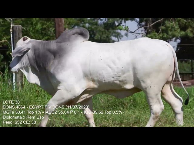 Lote 30   Leilão Trio Bonsucesso   Etapa Touros