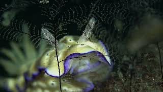 Colorful Sea Slug Glides Through Ocean