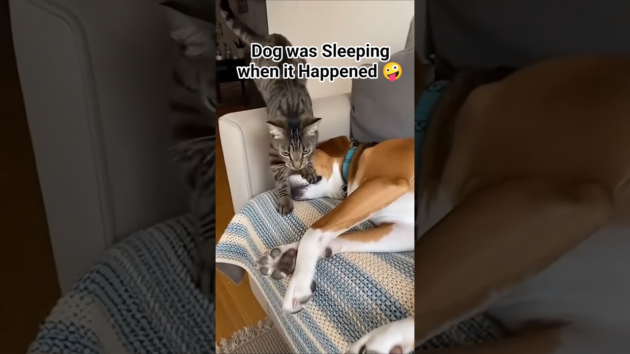 This Cat did something stupid with sleeping Dog 🤣🤣🤣 