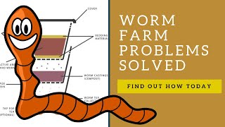 7 Common Worm Farm Problems Solved