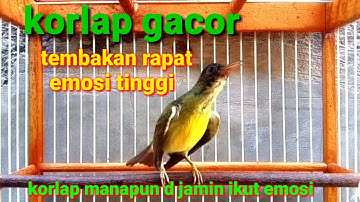 Korlap gacor tembakan rapat emosi tinggi // korlap manapaun di jamin ikut emosi dan bunyi