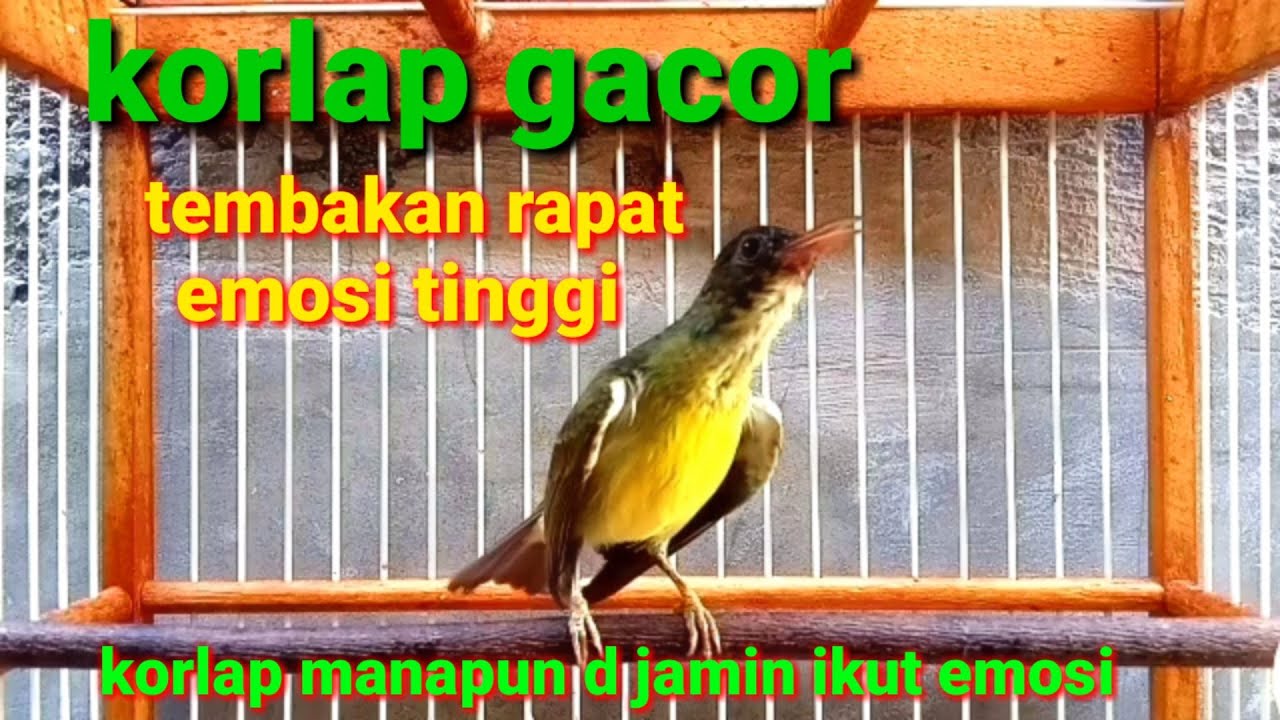 Korlap gacor tembakan rapat emosi tinggi // korlap manapaun di jamin ikut emosi dan bunyi