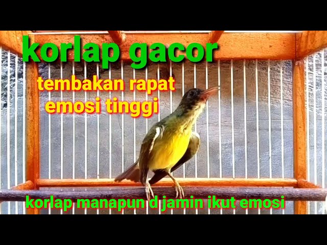 Korlap gacor tembakan rapat emosi tinggi // korlap manapaun di jamin ikut emosi dan bunyi class=