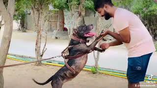 American Pitbull Female