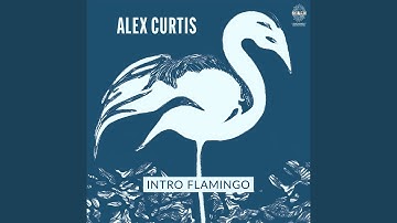 Intro Flamingo