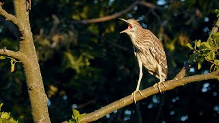 Bird sounds - Black-crowned night heron (Nycticorax nycticorax)