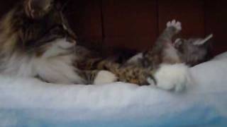 3 week old Norwegian Forest Cats kittens by Amatameno 1,836 views 13 years ago 6 minutes, 23 seconds