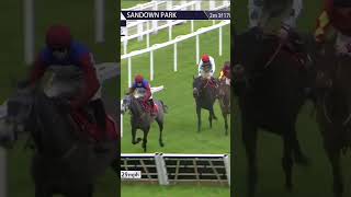 No Drama This End - he looks good! 😮 #horse #horseracing #racingtv #sport