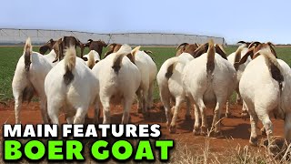 Main characteristics of the Boer goat breed - Boer goats farming