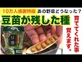 【3回シリーズ第三弾 豆苗】育てるごとにどんどん良くなる😋 #豆苗 #再生栽培 #種まき #ベランダ栽培