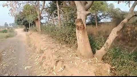 Plot for sale Near  Bihta Sarmera #patna call on 7909042791