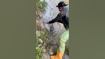 Cá Lớn - vợt Cá Rô Phi ẩn nấp gần bờ 🤩 #khacthuyvlogg