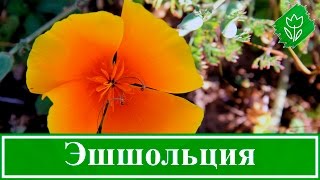 Цветы эшшольция – посадка и уход, выращивание эшшольции из семян; эшшольция калифорнийская Цветы эшшольция – посадка и уход, выращивание эшшольции из семян; эшшольция калифорнийская