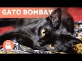 GATO BOMBAY 🐱 ¡Características, cuidados y salud! 🐾