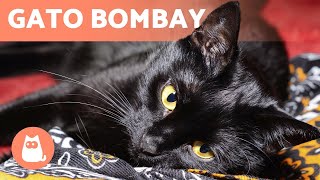 GATO BOMBAY  ¡Características, cuidados y salud!