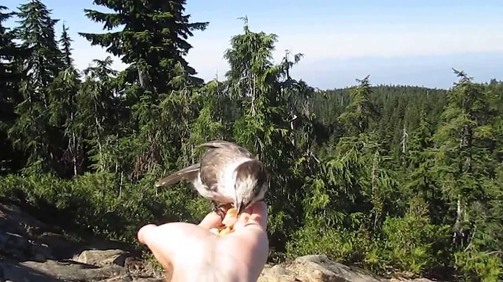 Hand Feeding a Gray Jay