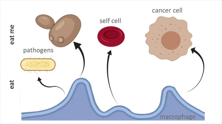 The Glycocalyx: An Overriding Don’t Eat Me Barrier / Curr. Biol., Oct. 22, 2020 (Vol. 31, Issue 1)