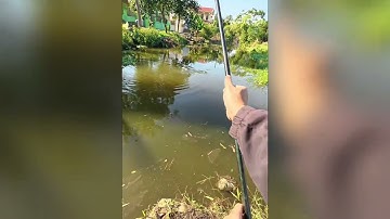 Câu cá thiên nhiên