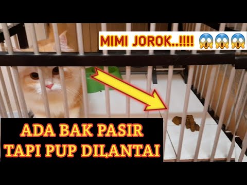 CARA MENGATASI KUCING YANG TIDAK MAU PUP DIBAK PASIR