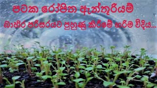 පටක රෝපිත ඇන්තූරියම් බෝතලයක් බාහිර පරිසරයට හුරුකරන හරිම විදිය...මිහිකත අබිමන්